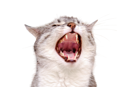 The cat yawns with his mouth open, isolated on a white background. Portrait of an adult pet