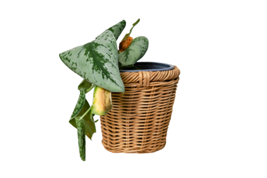 Wilted plants with yellow leafs in a pot, isolated on a white background. Dried flower in a flowerpot for indoor plants, isolated on a white background. Scindapsus pictus trebie or silver vine