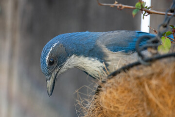 Western Scrub Jay Searching for a Hidden Peanut in the Hanging Basket