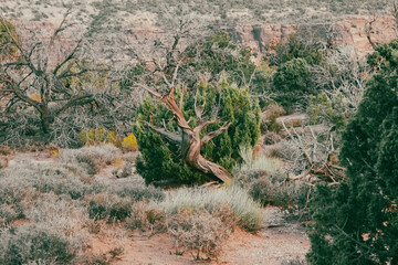 View of desert landscape with a focus on the dead wood tree. 