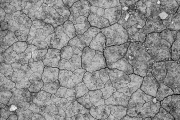Looking down at dried mud-cracked earth. 