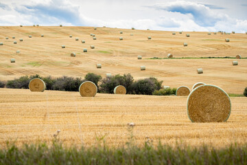Round Hay bales on the open prairies after fall harvest in Rocky View County Alberta Canada.