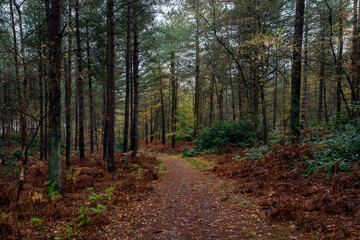 Fototapeta na wymiar Pine trees in Cat's Bottom forest in autumn, Sandrigham, Norfolk