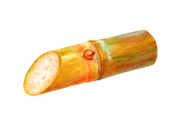 Close-up view watercolor illustration of a sugar cane, isolated png-file.