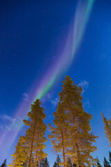 Bunte Nordlichter in einem Tannenwald in Finnland am Polarkreis