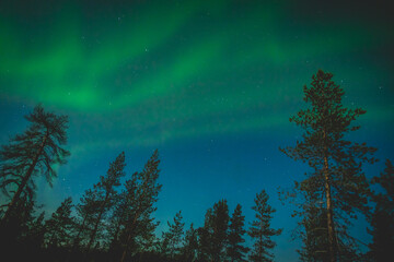 Nordlichter in einem Tannenwald in Finnland am Polarkreis