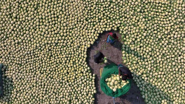 Thousands of cauliflowers laid on the ground to sell in a vegetable wholesale market. This video shows the abundance of fresh produce available in wholesale vegetables market.