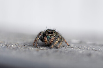A close up image of a colorful but tiny jumping spider with large eyes and hairy legs. 