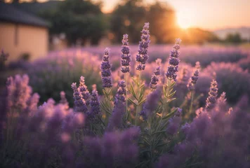 Muurstickers lavender field at sunset © Anna Gold Stock