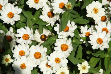 Obraz premium flores