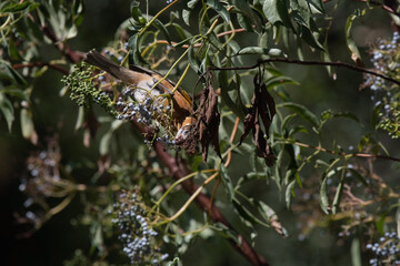 Black-Headed Grosbeak Female Eating Berries From an Elderberry Tree