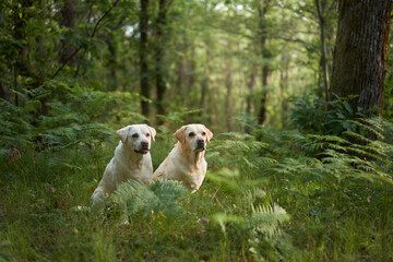 two fawn labradors retrievers in the forest. Dogs stands on background of greenery . Pet travel in...