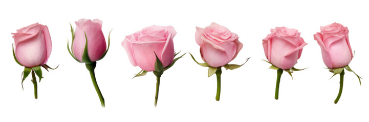Pink Roses, transparent background