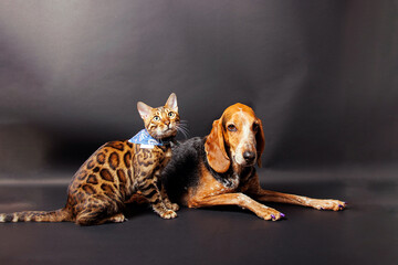 Bangal cat and mixed bred of German shorthaired pointer, photoshoot in studio.
