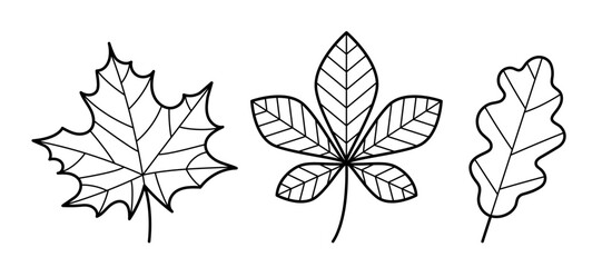 Set of autumn leaves. Hand drawn sketch icon of maple, chestnut and oak leaf. Doodle line style. Vector illustration isolated on white background.