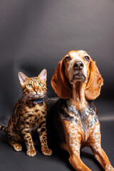 Bangal cat and mixed bred of German shorthaired pointer, photoshoot in studio.