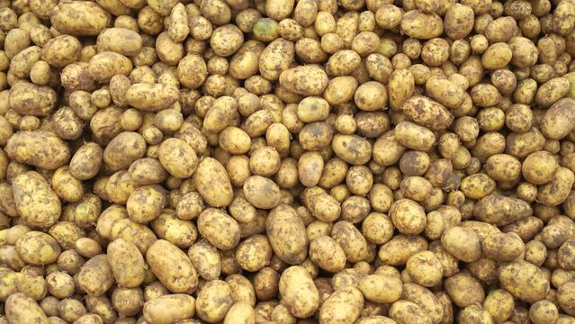 Fresh raw Gold and White potatoes. They are a good source of potassium, vitamin C, and fiber, and they are also gluten-free and vegan. Yukon Gold, Alouette, Carolus, Levante, Diamant, Adato, Fontane