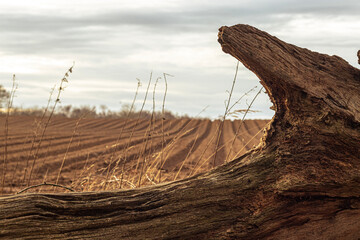 plowed field in spring