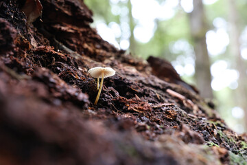 Looking up at a beautiful small lightly coloured fungi or mushroom sprouting up from a decaying fallen log in the Tasmanian wilderness and forest.