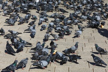 Domestic pigeons 