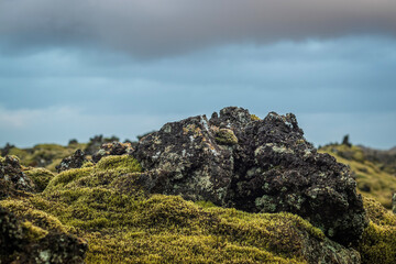 Icelandic moss at the blue lagoon