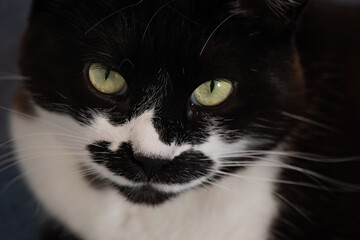 Leeah Black and White Female Cat With Mustache