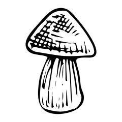 White mushroom boletus doodle. Collecting forest food. Hand drawn sketch.