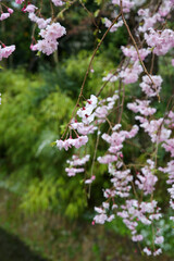 哲学の道の枝垂れ桜