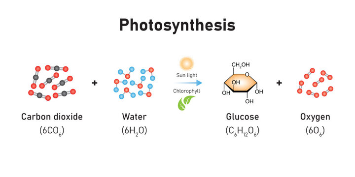 Photosynthesis Equation Scientific Design. Vector Illustration.