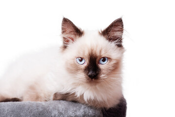 Portrait of a small beige and brown kitten. The cat is lying on a gray couch.