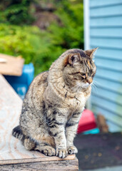 Tabby
