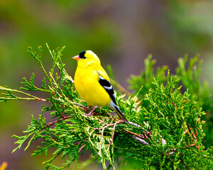 American Goldfinch Photo and Image.  Male close-up side view perched on a cedar branch tree with a colourful background in its environment and habitat.