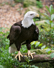 Bald Eagle Photo and Image. Close-up front view perched on a log displaying brown feather plumage, head, eye, beak, talons, with a blur background  in its habitat.