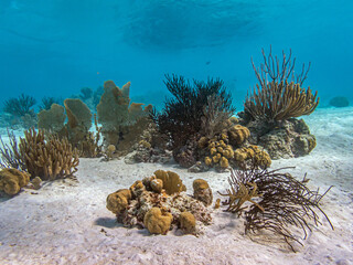 Caribbean coral garden © John Anderson
