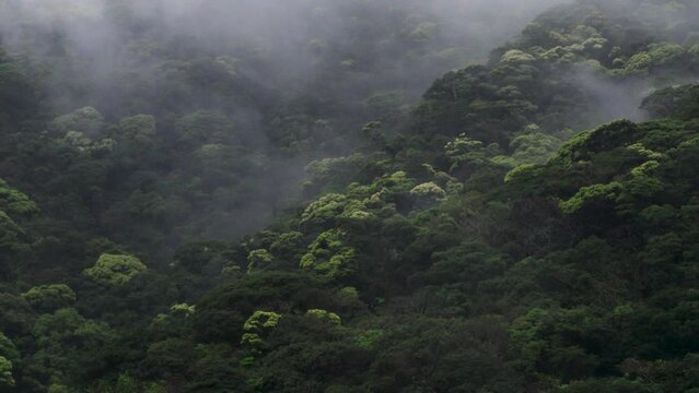奄美の3,4,5月の梅雨の頃