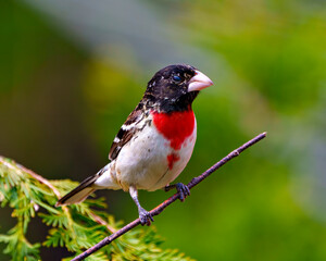 Rose-breasted Grosbeak Photo and Image. Grosbeak male close-up side view perched on a branch with colourful background in its environment and habitat.
