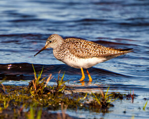 Common Sandpiper Photo and Image.  Close-up side view foraging for food in a marsh environment and...
