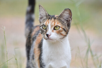  Young cat walking in garden, closeup