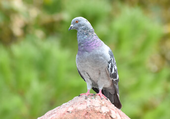 Pigeon standing on a roof
