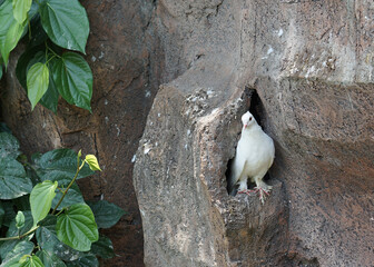 White dove (pigeon) standing in front of her nest in artificial rock at the bird park.