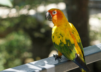 a yellow sun conure bird standing on a fence below tree shade, in large botanical garden aviary bird park.