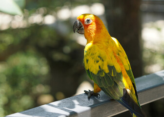 a yellow sun conure bird standing on a fence below tree shade, in large botanical garden aviary bird park.