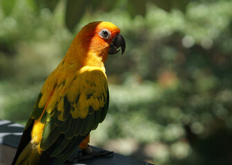 a yellow sun conure bird standing on a fence below tree shade, in large botanical garden aviary bird park.