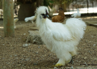 white furry chicken rooster or silkie walking on the farm