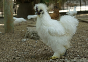 white furry chicken rooster or silkie walking on the farm