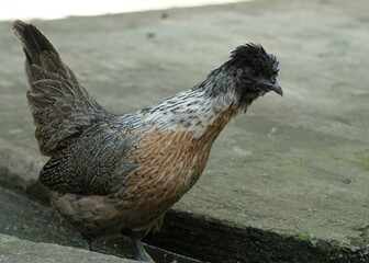 a cream legbar or polish amereucana chicken hen walking in the farm looking for food