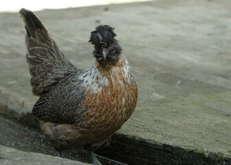 a cream legbar or polish amereucana chicken hen walking in the farm looking for food