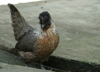 a cream legbar or polish amereucana chicken hen walking in the farm looking for food