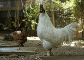 white furry chicken rooster or silkie and his hen walking on the farm
