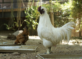 white furry chicken rooster or silkie and his hen walking on the farm